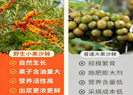 奔赴高原寻觅成熟沙棘鲜果，棘小白沙棘原浆不添多余调味，珍藏旷野孕育的自然果香底蕴！